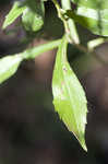 Calico aster